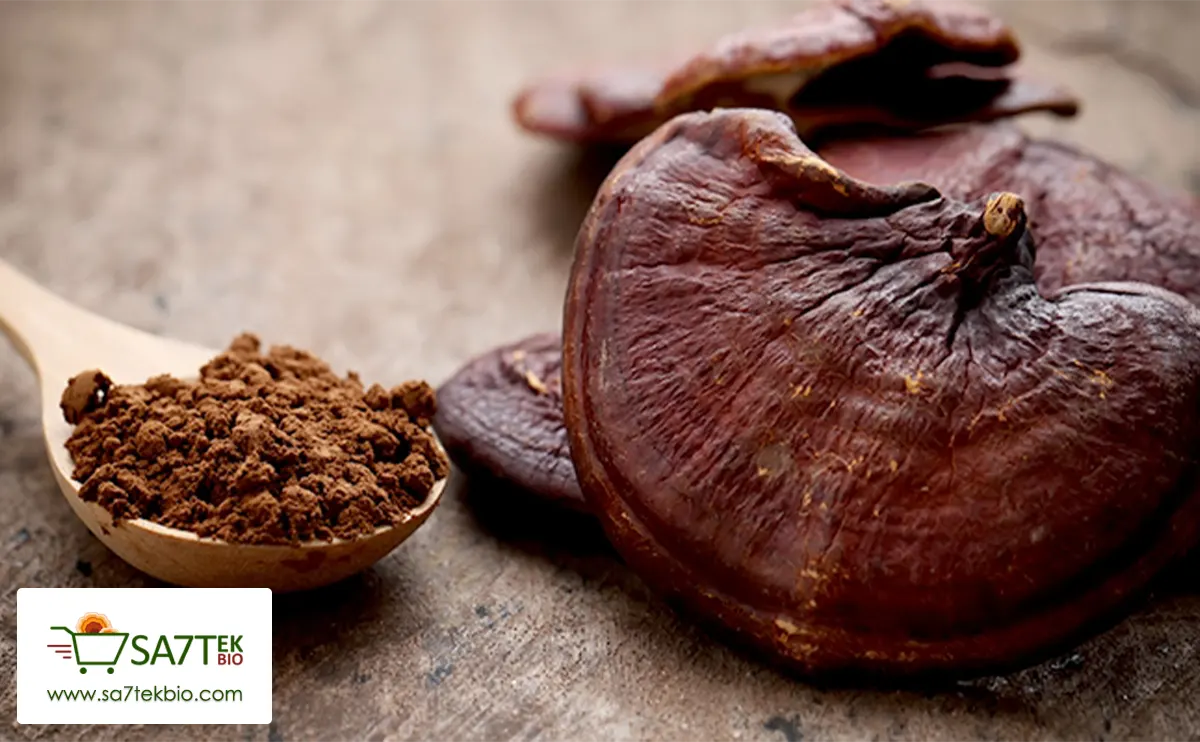 Bienfaits du Reishi (Ganoderma)