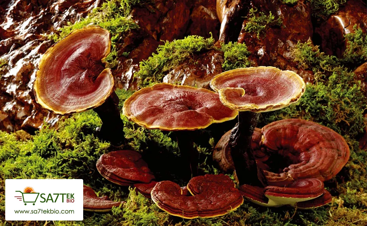 Champignon Reishi - Ganoderma au Maroc